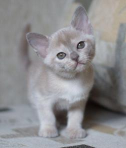 Котята породы бурма