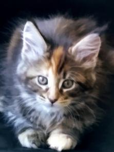 котята Mein coon