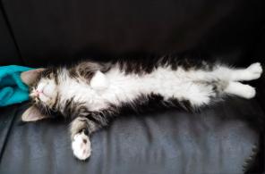 котята Mein coon