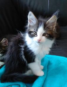 котята Mein coon