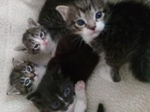 котята в добрые руки