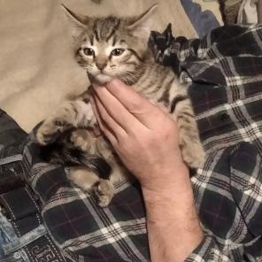 Котята