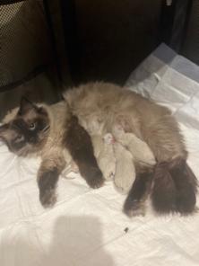 Котята породы невский маскарадный