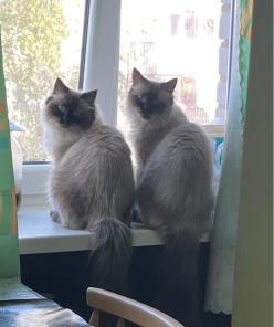 Котята породы невский маскарадный