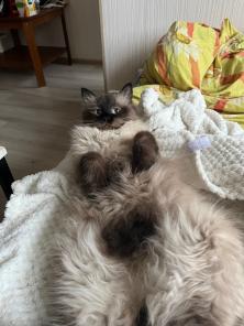 Котята породы невский маскарадный