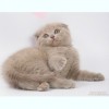 Котята скоттиш фолд