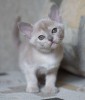 .Котята породы бурма.