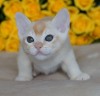 .Котята породы Бурма.
