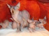 Котята /Канадский сфинкс