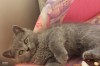 .Продаются Британские котята.