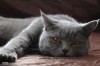 .Вязка. Британский кот ждёт  в гости невест..