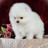 Белый Померанский Шпиц из Таиланда на вязку
