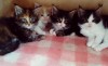 .котята Mein coon.