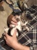 .Котята.