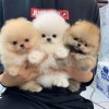 .Продаются щенки померанского шпица..