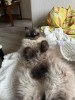 .Котята породы невский маскарадный.
