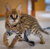 .African Serval Kittens WhatsApp:  +27842597191.