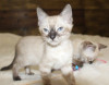 .Brown/Silver/Charcoal/Snow Bengal Kittens WhatsApp: +27842597191.