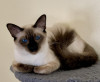 .Balinese Kittens WhatsApp: +27842597191.