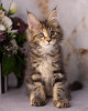 .Maine Coon Kittens WhatsApp: +27842597191.
