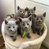 .Russian Blue Kittens WhatsApp: +27842597191.
