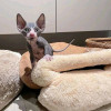 .Sphynx Kittens WhatsApp: +27842597191.